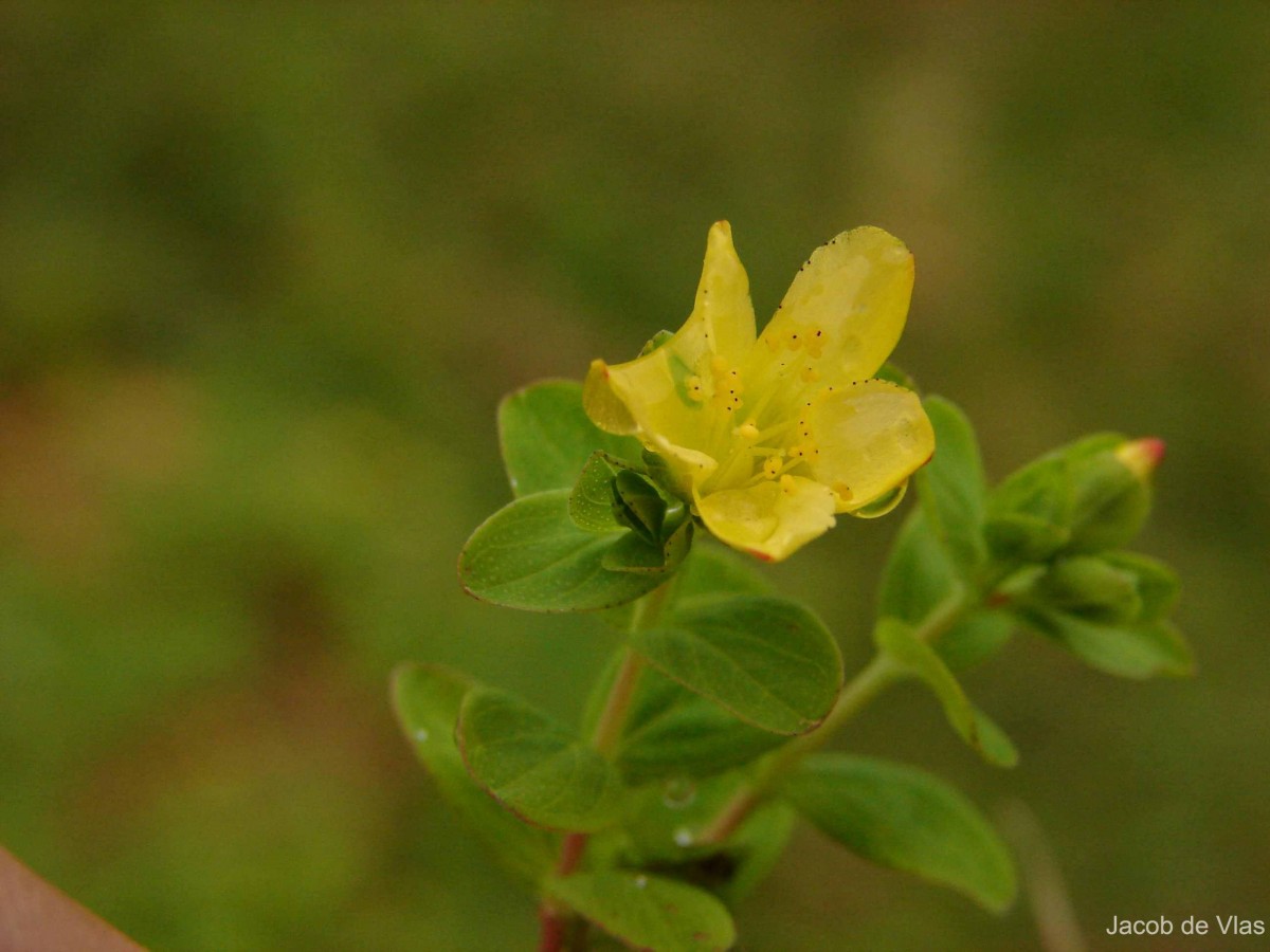 Hypericum humifusum L.